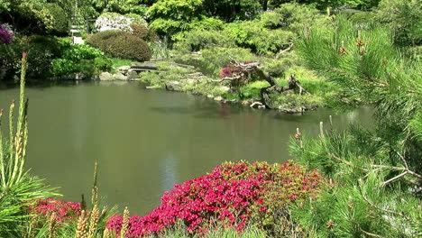 pond in a japanese garden with azaleas and pine trees