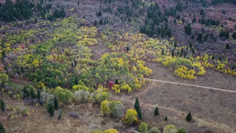 Bosque-De-Hoja-Perenne-Y-álamo-Temblón-En-La-Cuenca-De-Nieve-Utah---Bandeja-De-Camiones-Aéreos