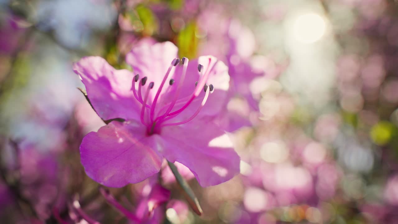 Beautiful Pink Azalea Blossom