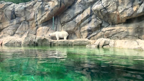 Polar-bear-walking-across-pool-of-water-stops-to-scratch-its-side