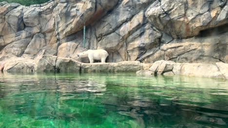 Ein-Eisbär,-Der-über-Ein-Wasserbecken-Läuft,-Hält-An,-Um-Sich-An-Der-Seite-Zu-Kratzen