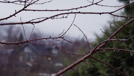 Waterdrops-On-Tree-Stems-And-Twigs-After-A-Rain