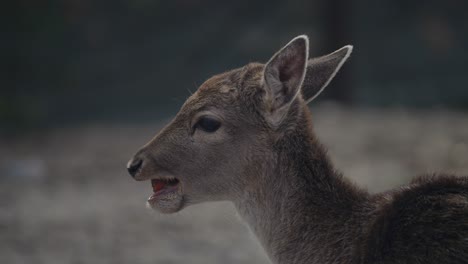 close up on a young deers face as he chomps and chews in slow motion