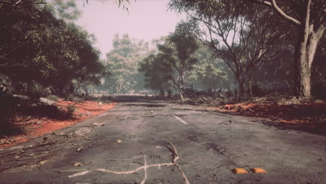 jungle road in baluran park in indonesia