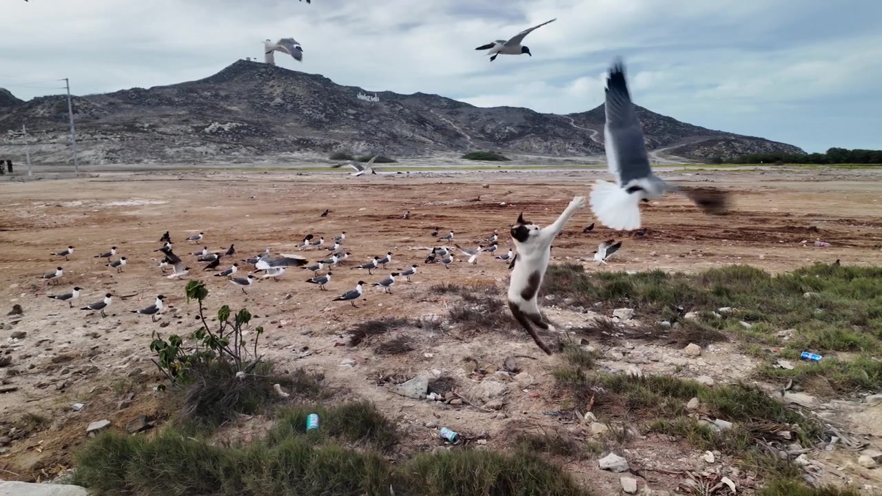 Una scena accattivante che mostra un gruppo di gabbiani che volteggiano su un terreno arido vicino a un faro, mentre un gatto osserva e caccia l'attività della fauna selvatica nella natura