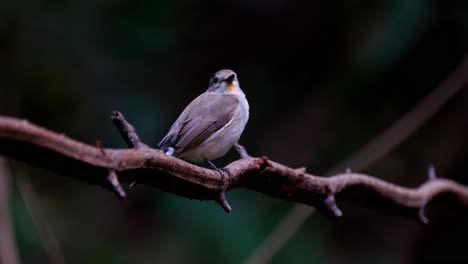 Wagging-and-chirping-as-the-camera-zooms-in,-Red-throated-Flycatcher-Ficedula-albicilla,-Thailand