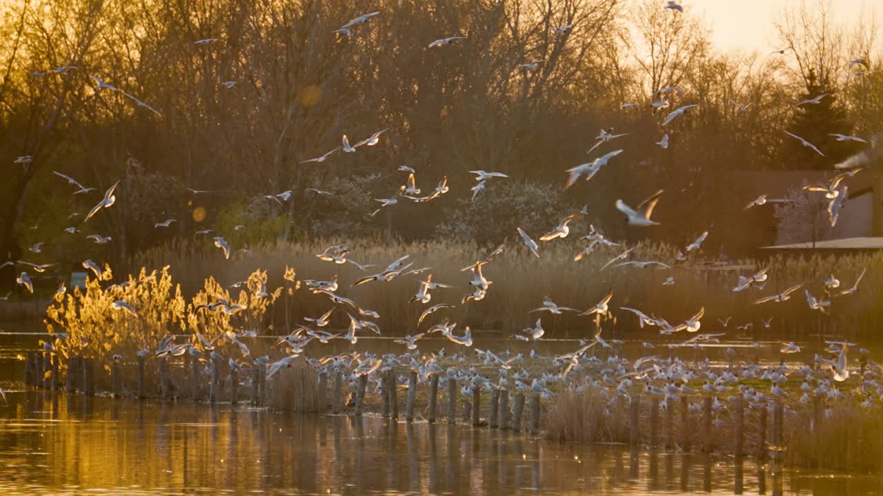 Large flock of birds flying in slow motion at a lake