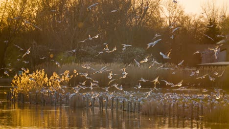 Großer-Vogelschwarm,-Der-In-Zeitlupe-An-Einem-See-Fliegt