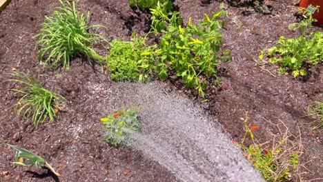 jardinero regando plantas en un jardín soleado