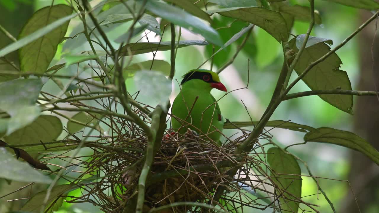 Seen perched on its nest looking straight towards the camera, looks around, hops on the branch on the right, then flies away