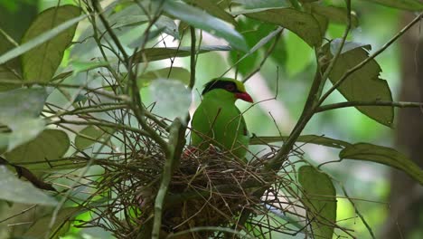 seen perched on its nest looking straight towards the camera, looks around, hops on the branch on the right, then flies away