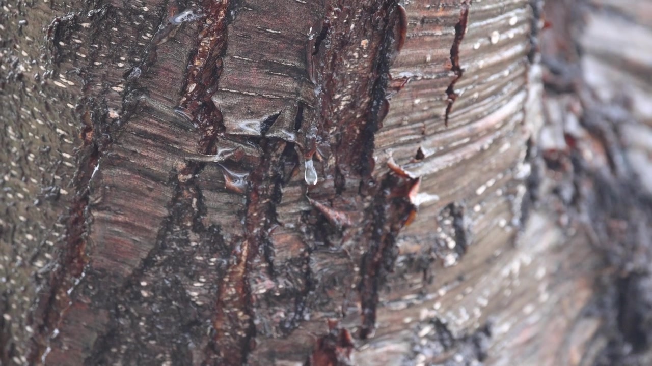 Primo piano dettagliato della pioggia che gocciola lungo il tronco bagnato e ruvido di un faggio di Lenga durante un temporale a Ushuaia, Terra del Fuoco, Patagonia argentina.
