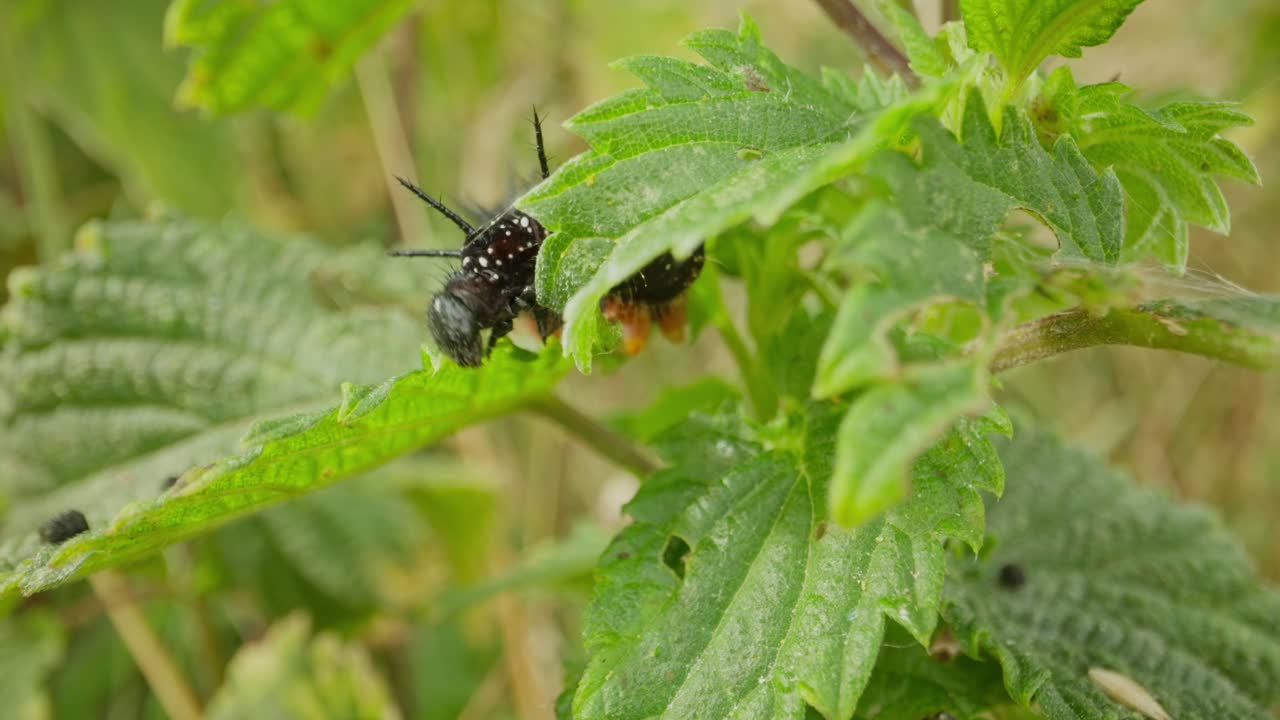 Caterpillar of peacock butterfly crawling on green plant establishing natural insect detailed life feeding and crawling