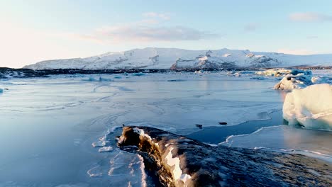 view of seals on white iceberg in iceland in the blue sea. there is a glacier in the background under the sunset.