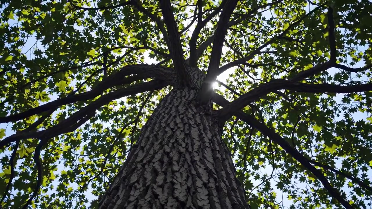 Low Angle View of Sunlight Filtering Through Tree Leaves