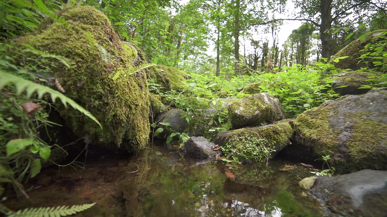 Piccolo ruscello che scorre attraverso una foresta rigogliosa e muschiosa