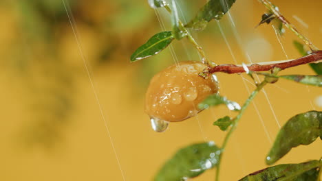 rain on olives