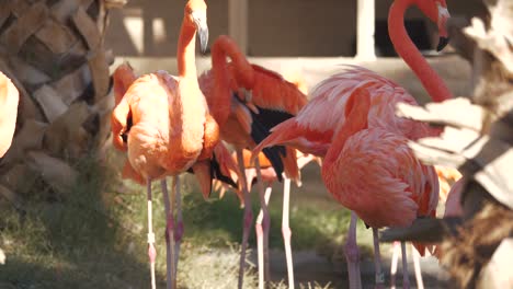 Eine-Extravagante-Mischung-Aus-Flamingos
