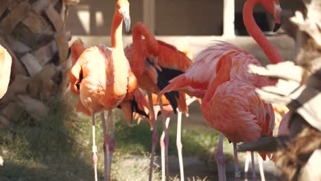 a flamboyance of flamingos mingling together