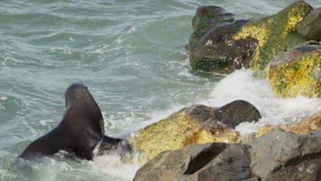 A-New-Zealand-fur-seals-plays-in-the-ocean-near-Oamaru,-South-Island