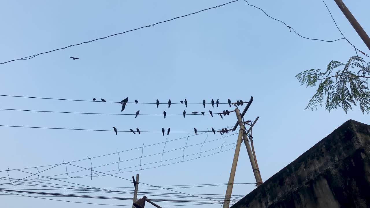 una bandada de pájaros negros está sentada en cables eléctricos urbanos, toma en cámara lenta de ángulo bajo