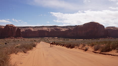 horse crossing the dirt road in the desert