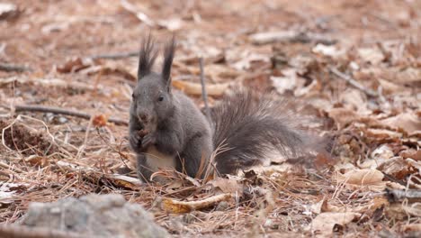 korean grey squirrel gnaws pine nuts on the ground in forest