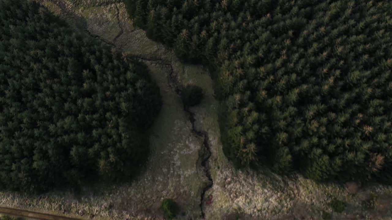 vista aérea superior de pinos verdes en el bosque en la escocia rural