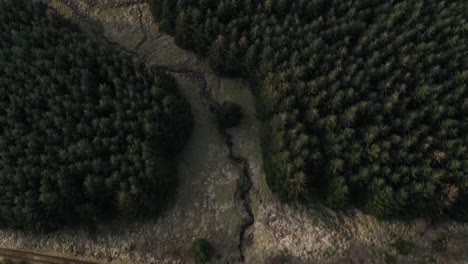 aerial top view of green pine trees in forest in rural scotland