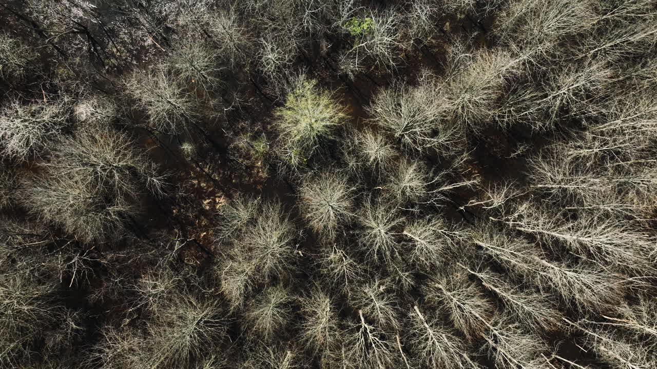 Dense Thicket Of Forest Trees And Wetland In Bell Slough Wildlife Management Area Near Mayflower In Arkansas