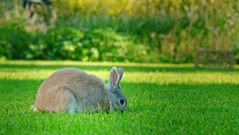conejo en un jardín