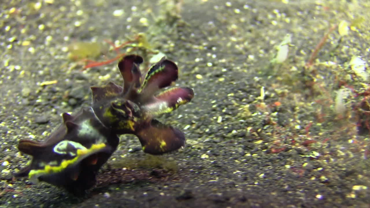 짧은 거리를 헤엄쳐 빠르게 움직이는 화려한 오징어