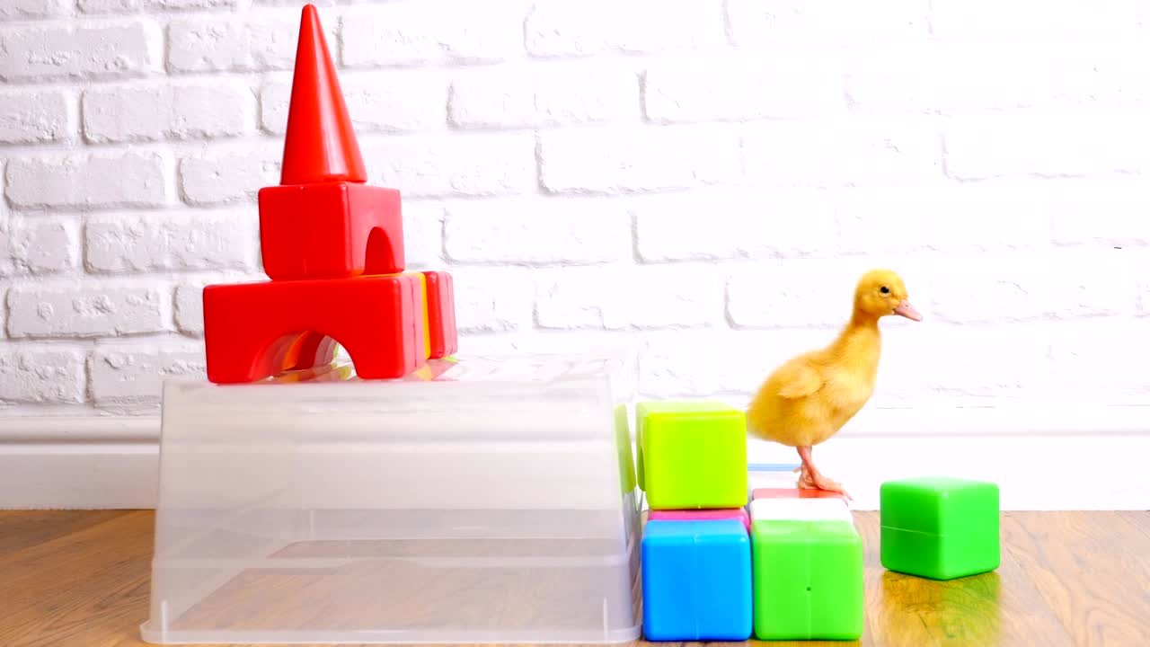 Small yellow duckling walking on children's colored cubes, indoors, on white background