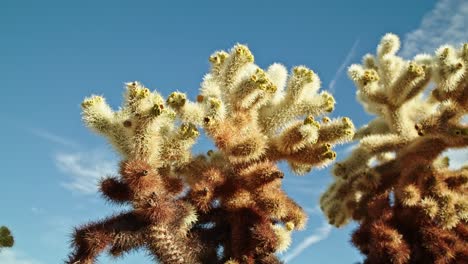 Cactus-plant-in-Joshua-Tree-National-Park-in-California-on-a-partly-cloudy-day-with-video-dolly-quick-spin