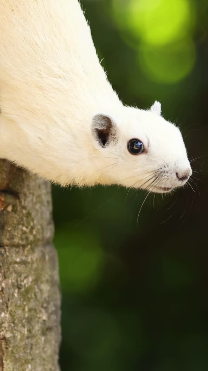 Uno scoiattolo albino scende da un tronco d'albero.