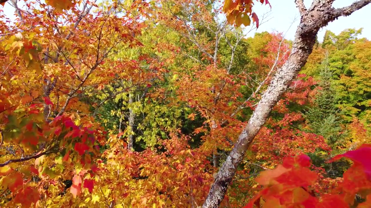 Värikkäitä syksyn lehtiä metsässä Pohjois-Ontariossa, hehkuvan punaisin, oranssein ja keltaisin sävyin.