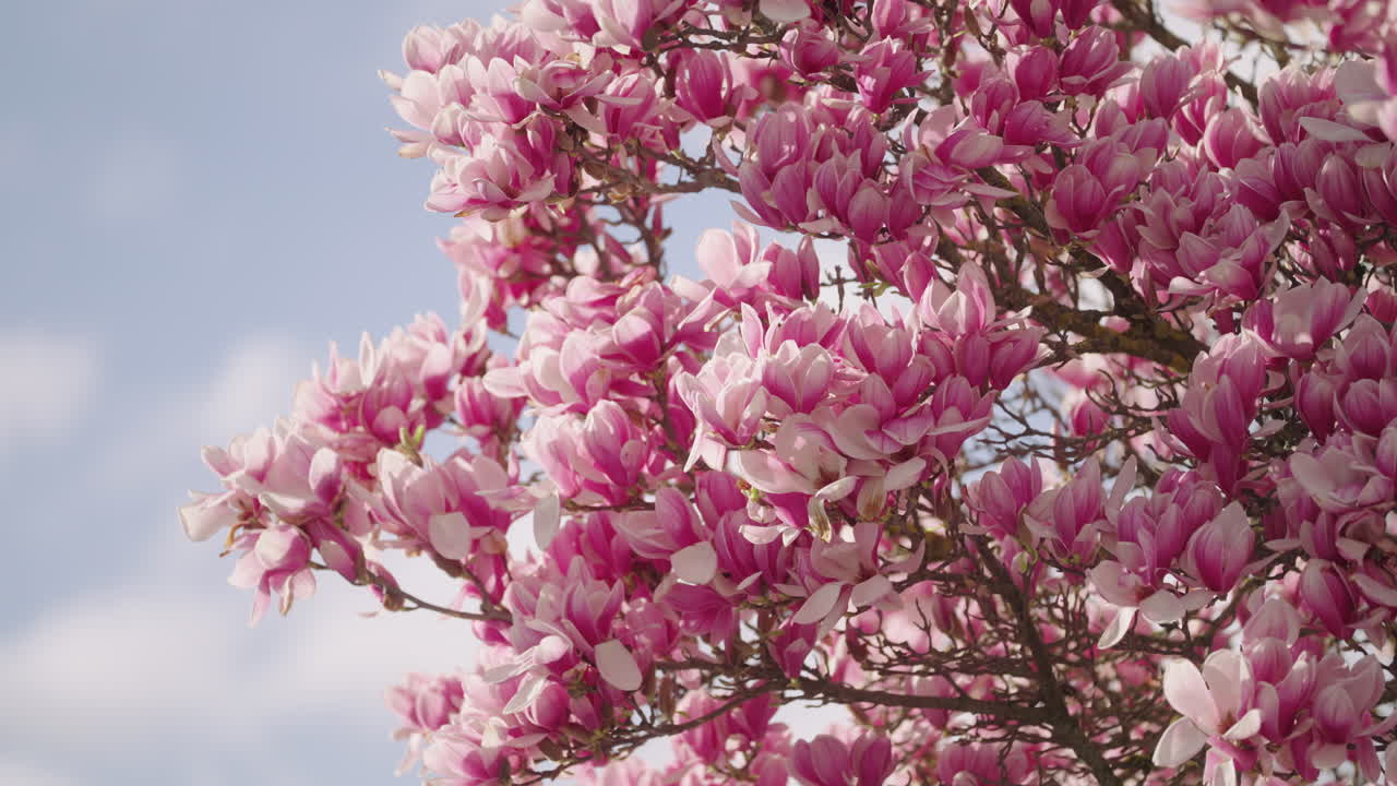 las flores de un árbol de magnolia en primavera