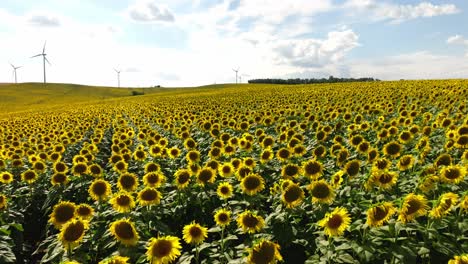 avión no tripulado vuela sobre vista natural de girasoles en el campo en verano