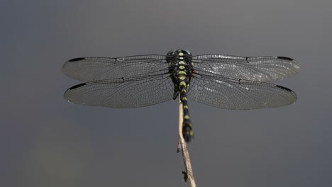 the common flangetail dragonfly is commonly seen in thailand and asia