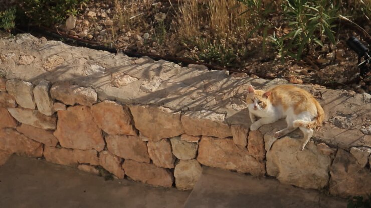 Cat on a Stone Wall