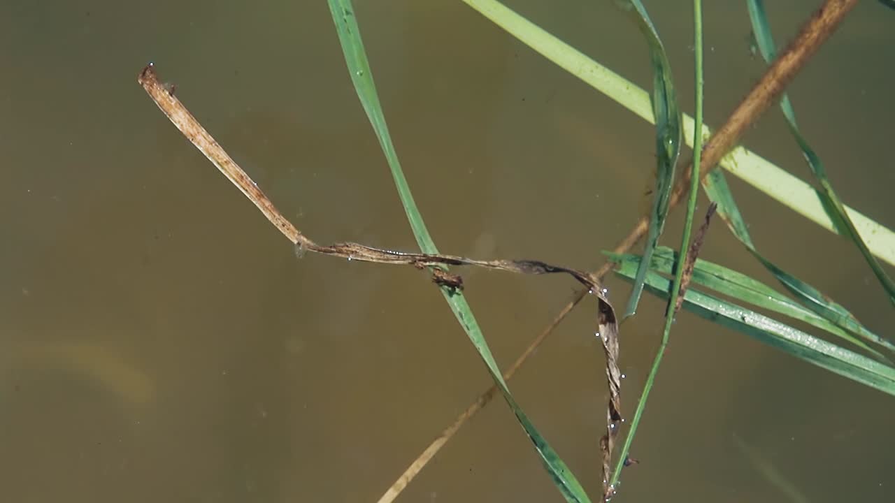 호수 에 많은 물고기 카르프 가 음식 을 찾고 있다 2