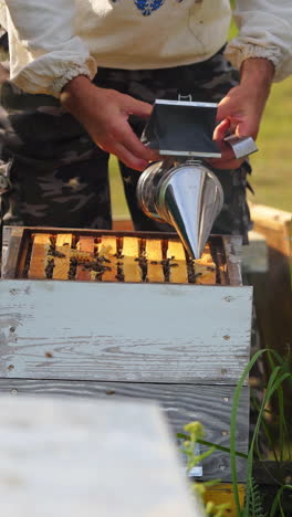 beekeeper trying to pull off a honeycomb full of bees. unrecognizible worker works at apiary with instruments. apiculture concept. vertical video