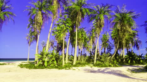 practicing relaxation under palms at a serene tropical beach location