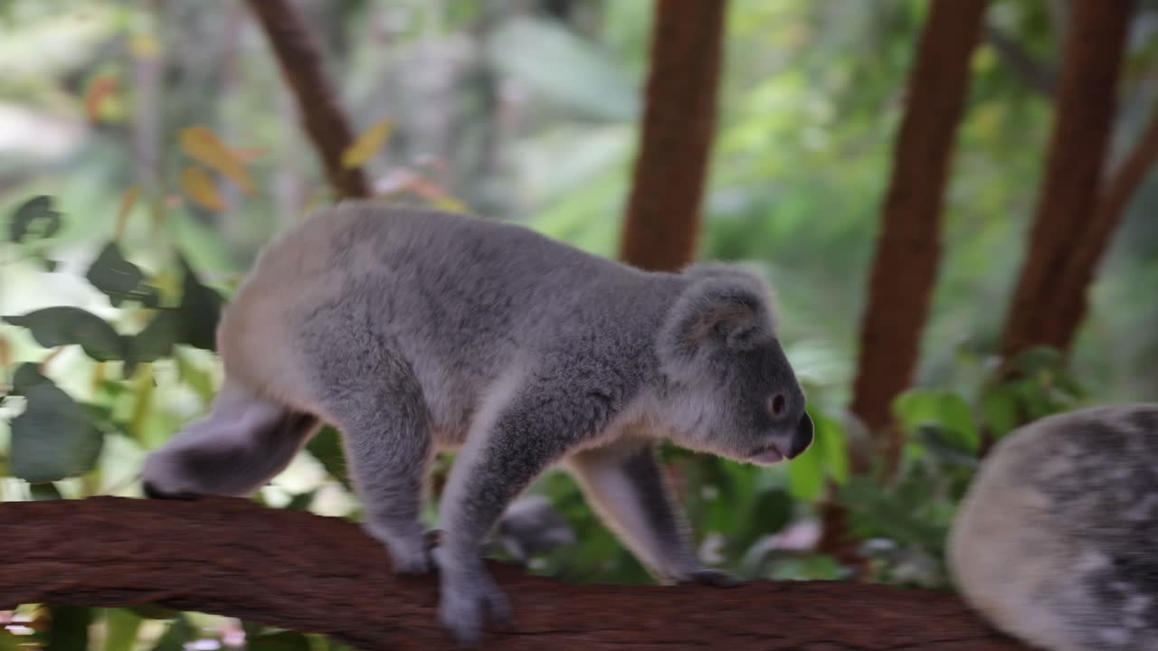 Un koala cammina lungo un ramo, esplorando le foglie