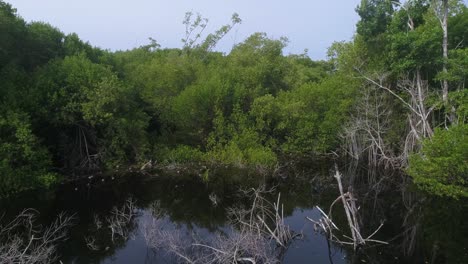 Toma-Aérea-De-Los-Manglares-Y-Revelando-El-Océano-Detrás-En-La-Ventanilla,-Oaxaca