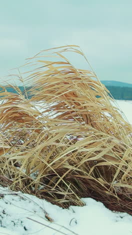 dried grass in winter snow