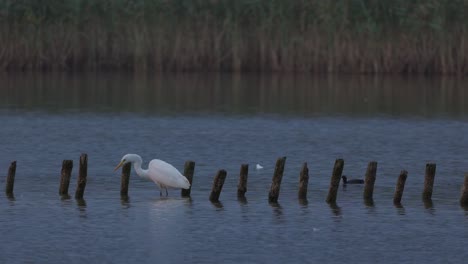 As-light-fades-a-large-white-Heron-searches-for-food-and-preens-itself