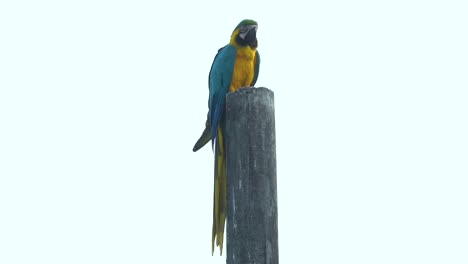 adorable parrot perched on tall wooden pole, blue and yellow macaw, slow motion