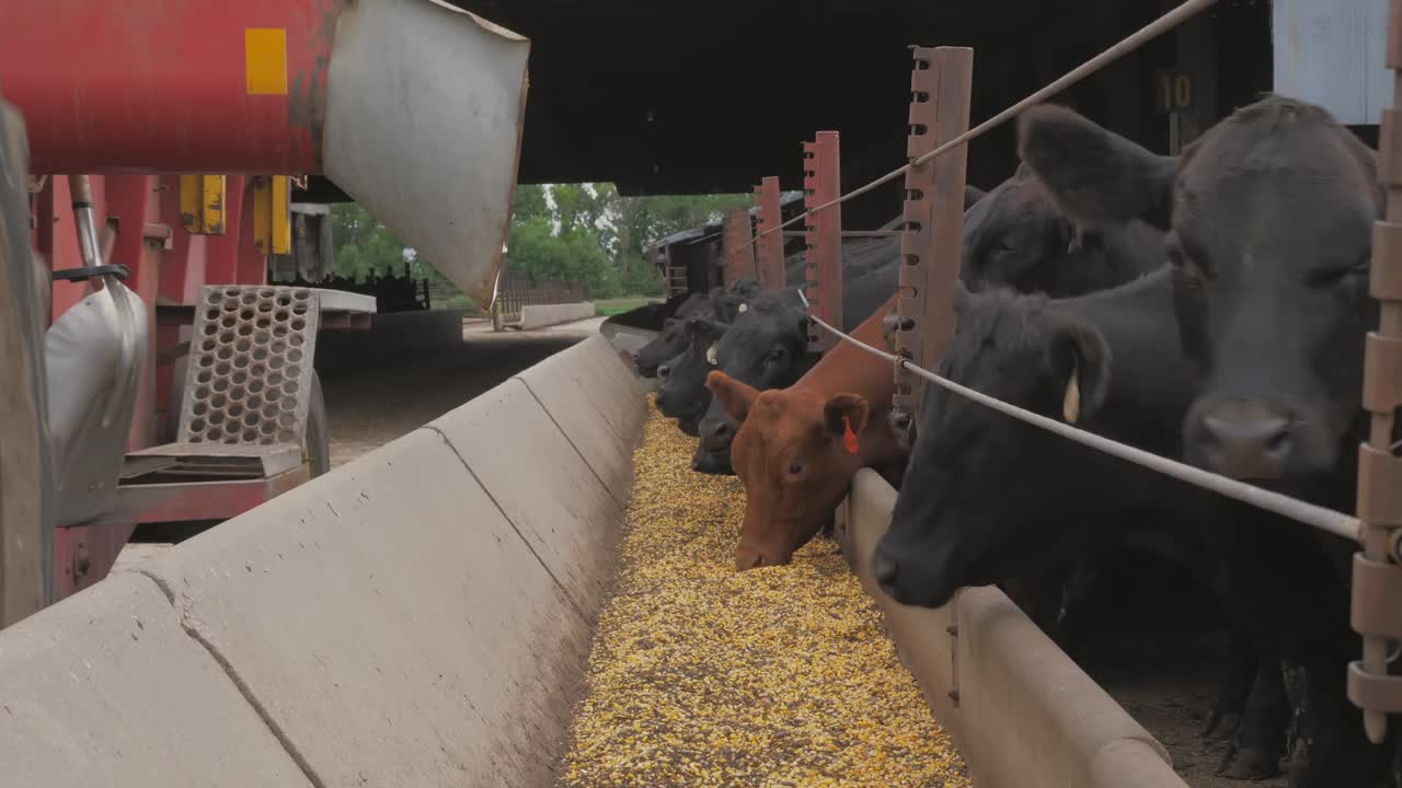 A medium shot of a farmer on a tractor distributing feed into a trough for cows in a barn, highlighting the feeding process in a rustic setting.