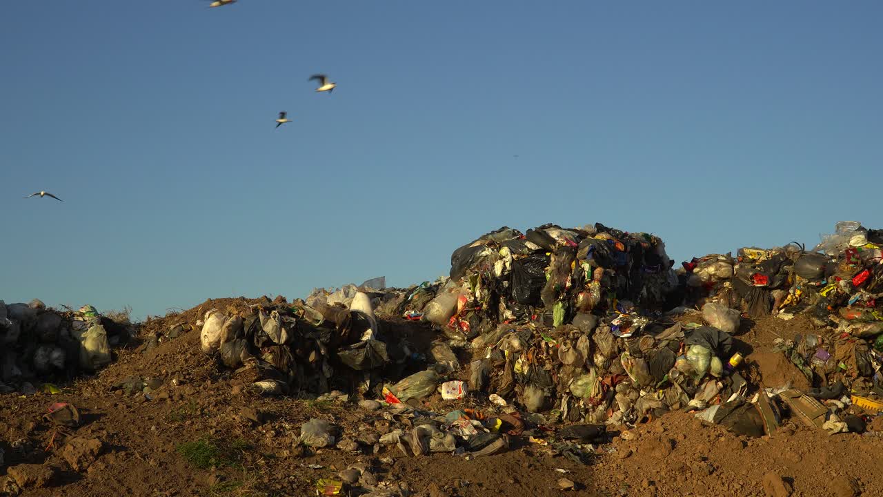 vista amplia, ángulo bajo de gaviotas sobrevolando la basura en un vertedero